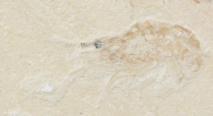Cretaceous Fossil Shrimp - Lebanon #48574